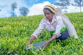 Tamil woman who works at Dambetenna estate breaks tea leaves Royalty Free Stock Photo